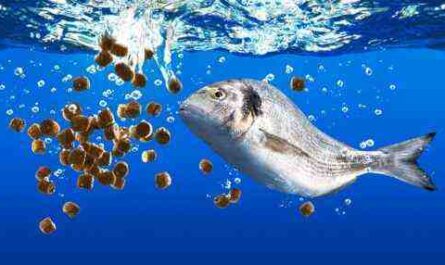 طرق تحضير أعلاف الأسماك للحيوانات الصغيرة والأحداث والبالغين ضامن الأعمال