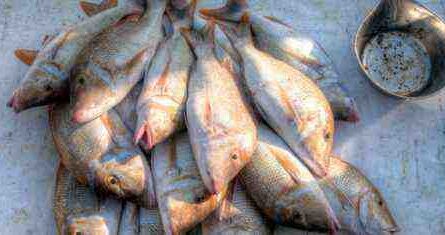 ⋆ رخصة وول مارت لصيد الأسماك - التكلفة وساعات العمل ومعالجة التصاريح ⋆ ضامن الأعمال