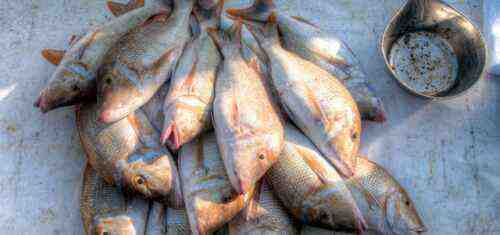 ⋆ رخصة وول مارت لصيد الأسماك – التكلفة وساعات العمل ومعالجة التصاريح ⋆ ضامن الأعمال