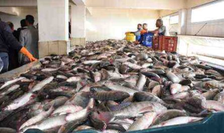 ⋆ كيف تبدأ تربية الأسماك في نيجيريا ⋆ الضامن التجاري