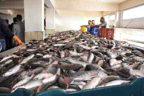 ⋆ كيف تبدأ تربية الأسماك في نيجيريا ⋆ الضامن التجاري