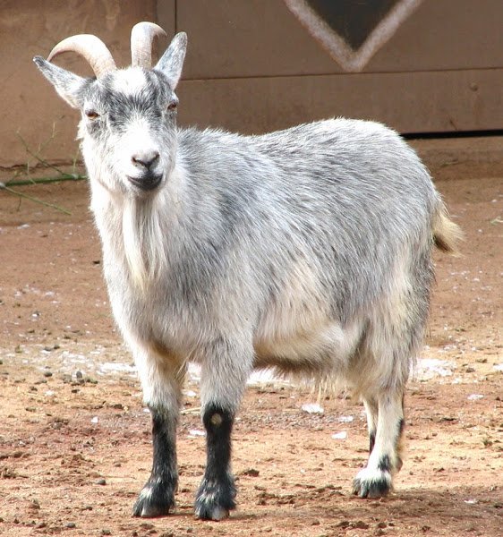 african pygmy goat, pygmy goat