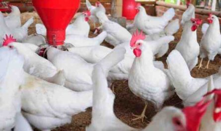 تربية الدجاج في كوبالايا: خطة بدء العمل للمبتدئين