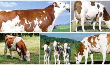 ماشية ألبرا: الخصائص والاستخدامات ومعلومات السلالة