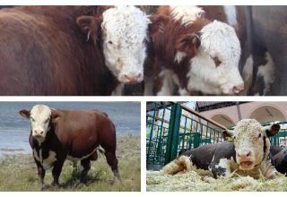 الماشية السويسرية البنية: الخصائص والاستخدامات والأصل