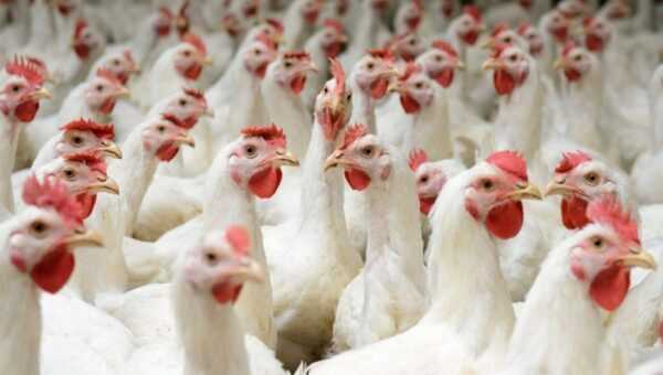 علف الدواجن البياض: ماذا تطعم الدجاج البياض