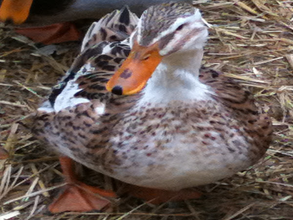 rouen ، rouen duck ، سلالات لحم البط ، صورة rouen duck