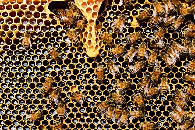 صورة النتيجة في مشط عسل النحل