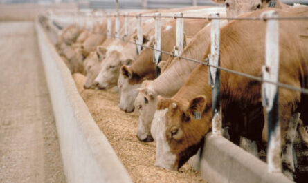 كيف تبدأ مزرعة للماشية: أعمال تربية الماشية التجارية