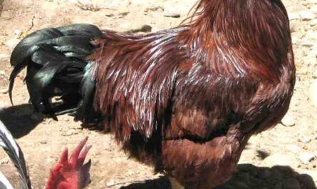 باكاي تربية الدجاج: خطة بدء العمل للمبتدئين