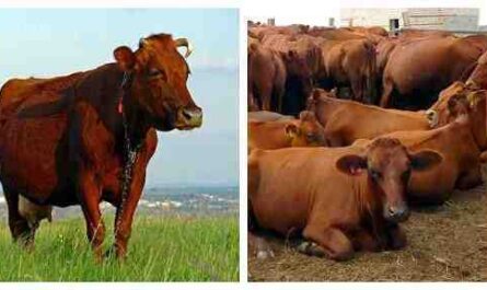 الماشية الحمراء الدنماركية: الخصائص ومعلومات السلالة