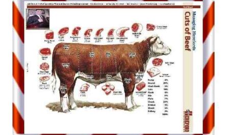 ماشية الجلبفية: الخصائص والاستخدامات ومعلومات السلالة
