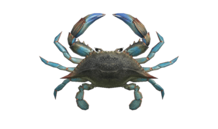 Gazami Crab: الخصائص والاستخدامات ومعلومات الزراعة
