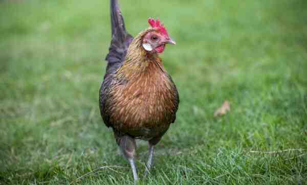 زراعة دجاج بانتام الهولندية: خطة بدء العمل للمبتدئين