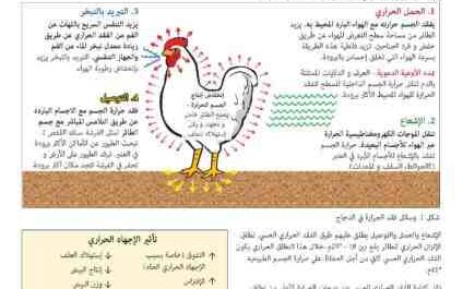 الحفاظ على برودة الدجاج في الطقس الحار: كيفية الحفاظ على برودة الدجاج