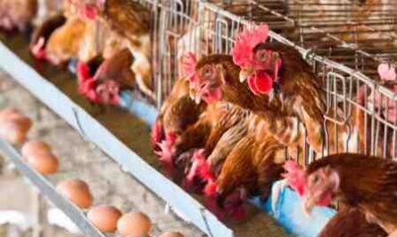 تأثير الضوء على الدجاج البياض: استخدام الضوء لإنتاج البيض