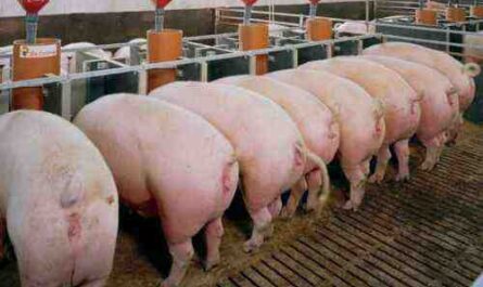 تربية الخنازير في نيجيريا: معلومات كاملة ودليل للمبتدئين
