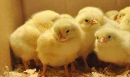 كيفية شراء صغار الدجاج: دليل المبتدئين لشراء الكتاكيت