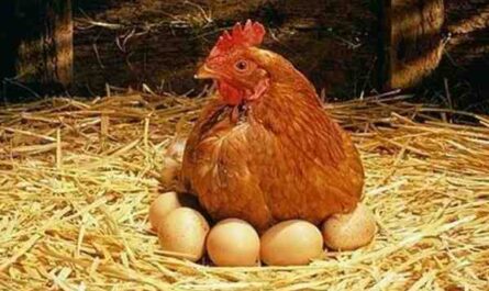 تربية الدجاج البياض والدجاج: دليل الأعمال الكامل