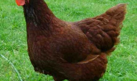 زراعة الدجاج الأحمر في رود آيلاند: خطة بدء العمل للمبتدئين