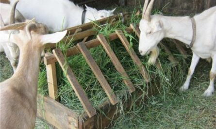 دليل لتغذية الماعز في نظام تغذية المماطلة