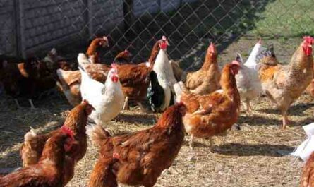 مزرعة دجاج أوربنجتون: خطة بدء العمل للمبتدئين