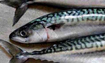 سمك الماكريل الاسباني الضيق: الخصائص والاستخدامات