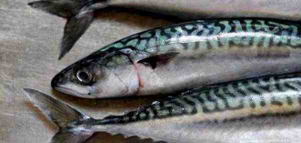 سمك الماكريل الاسباني الضيق: الخصائص والاستخدامات