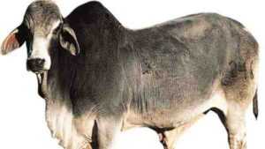 ماشية براهمان: الخصائص والاستخدامات واللون والأصل