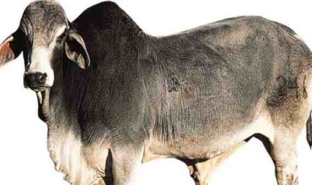 ماشية براهمان: الخصائص والاستخدامات واللون والأصل