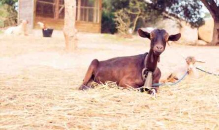الماعز الجاموناباري: الخصائص ، التغذية ، التربية ، الرعاية