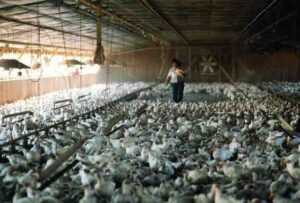 زراعة الدجاج الرمادي في نورفولك: خطة بدء العمل للمبتدئين