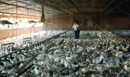 زراعة الدجاج الرمادي في نورفولك: خطة بدء العمل للمبتدئين