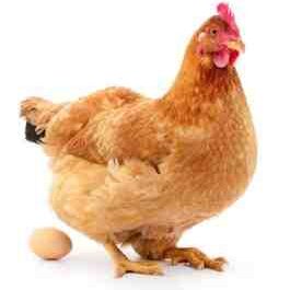 تأثيرات الضوء على إنتاج البيض