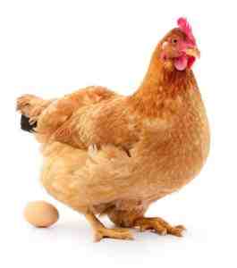 تأثيرات الضوء على إنتاج البيض