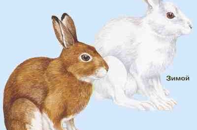 أرنب السمور الأمريكي: الخصائص والاستخدامات ومعلومات السلالة الكاملة