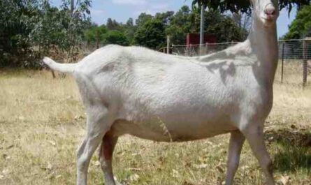 Saanen Goat Farming: خطة بدء الأعمال للمبتدئين