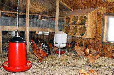 تربية الدجاج في Legbar: خطة بدء العمل للمبتدئين