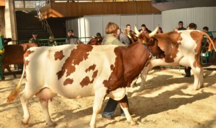تربية ماشية كامارغ: خطة بدء الأعمال للمبتدئين