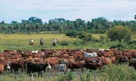ماشية سانتا غيرتروديس: الخصائص والاستخدامات ومعلومات السلالة الكاملة