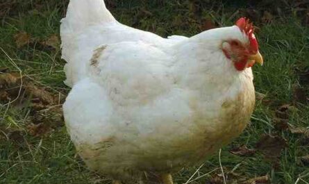 زراعة الدجاج العملاق في جيرسي: خطة بدء العمل للمبتدئين