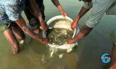 أحد أنواع الأسماك الثمينة جدًا في بنغلاديش وجنوب آسيا
