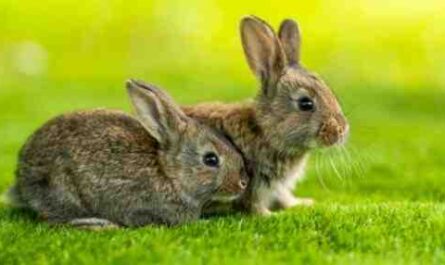 الأرنب الألماني لوب: الخصائص والاستخدامات ومعلومات السلالة الكاملة