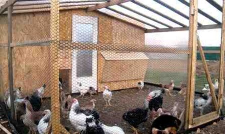 مزرعة الدجاج Chantecler: خطة بدء العمل للمبتدئين