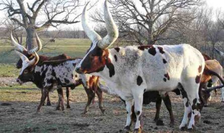 ماشية Ankole-Watusi: الخصائص ومعلومات السلالة