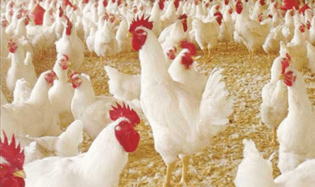 كيفية اختيار أفضل دجاج بياض: دليل الأعمال للمبتدئين