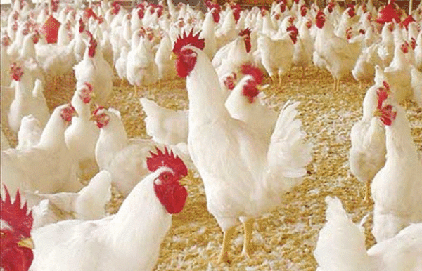 كيفية اختيار أفضل دجاج بياض: دليل الأعمال للمبتدئين