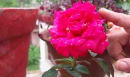 زراعة الورد: زراعة الورد التجارية للمبتدئين
