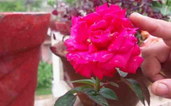 زراعة الورد: زراعة الورد التجارية للمبتدئين
