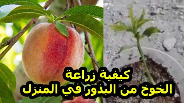 زراعة الخوخ: زراعة فاكهة الخوخ للمبتدئين